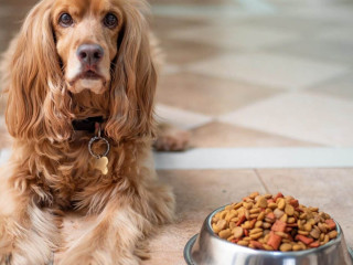 What’s the Best Dog Food for Dogs with Allergies to Grains?