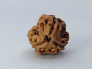 3 mukhi rudraksha best price shop in delhi india