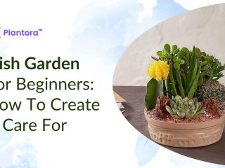 Dish Garden for Beginners: How to Create & Care For.