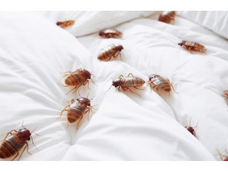 Expert Bed Bug Removal in Singapore by EcoSpace Pest Management