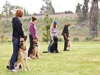 Best Dog Obedience Training in Southdene