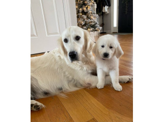 Cream Golden Puppies for Sale in Nashville - Loving Homes Wanted!