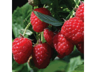 Start Your Berry Patch Today: Raspberry Plants For Sale – Shop Now!