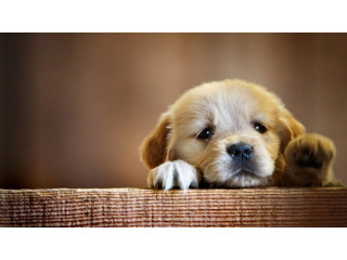 Golden Retriever Puppies for Sale in TN: Find Your Loyal Companion at TriStar Goldens