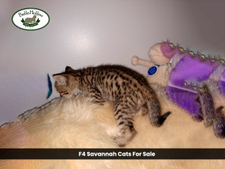 Exotic F4 Savannah Cats for Sale at Belle Hollow