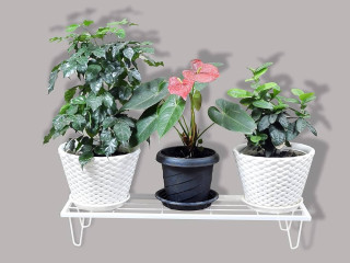 Reliable Orchid Bench Supplier for Beautiful Orchid Displays