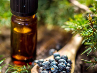 Buy Juniper Berry Essential Oil: Pure and Natural