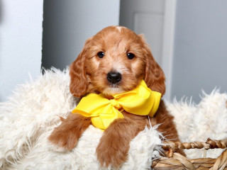 Goldendoodle For Sale