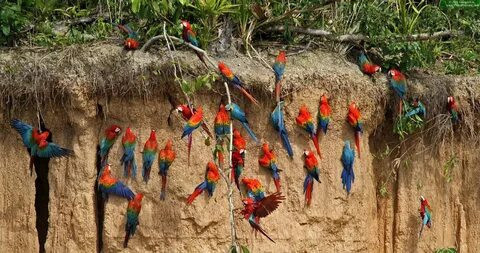 explore-the-wonders-of-collpa-chuncho-macaw-clay-lick-tours-big-0