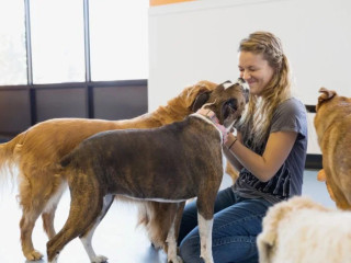 How Dogs Boost Mental Health | Benefits of Canine Companionship