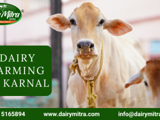 Dairy Farming in Karnal