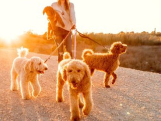 Trained Goldendoodle Bay Area