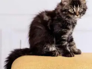 Maine Coon Kittens For Sale In Minnesota: Purebred, Healthy Companions