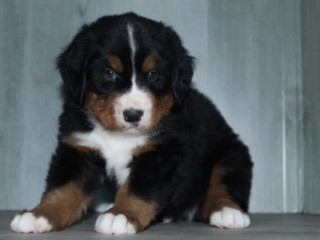 Nationwide Puppies – Find the Cutest Puppies for Sale Nationwide