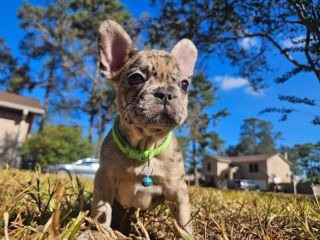 Cute Merle Female looking for her "furever" home