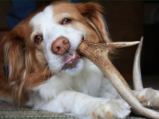 Best Antlers for Dogs – Premium Natural Chews