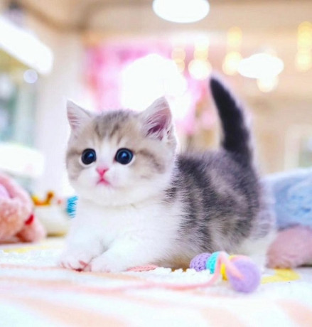 munchkin-cat-for-sale-big-0